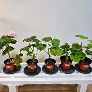 제라늄5종