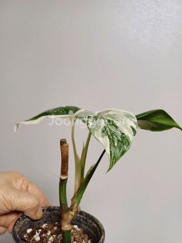 몬스테라 일보 산반무늬--5