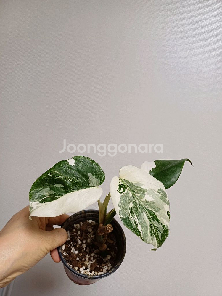 몬스테라 일보 산반무늬--0