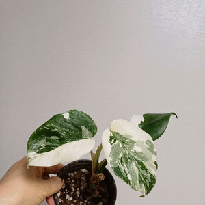 몬스테라 일보 산반무늬