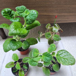 신닌기아 4종