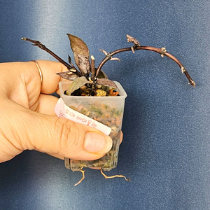 호야 라쿠노사 바이올렛