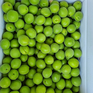 (산지직송)하동 매실 10kg 판매합니다.~
