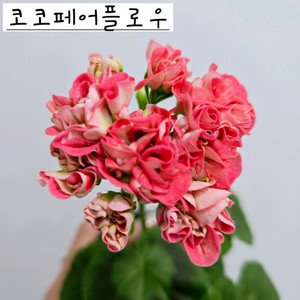코코페어플로우 제라늄