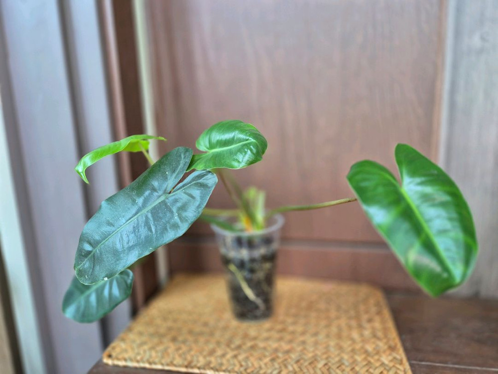 버럴막스 이미지