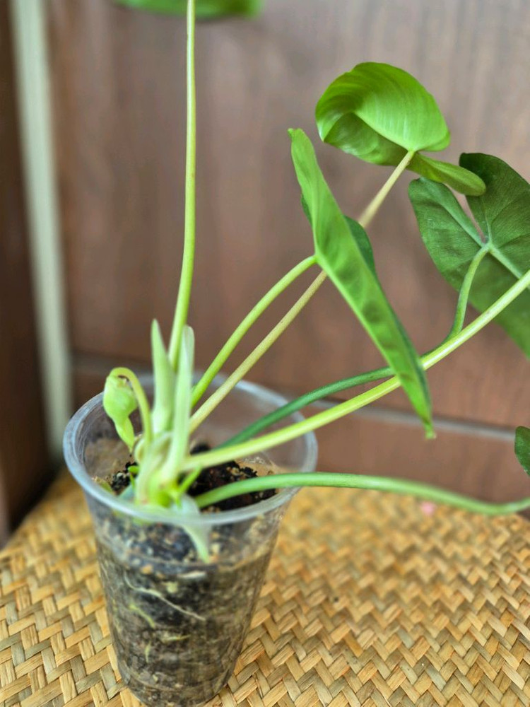 버럴막스 이미지