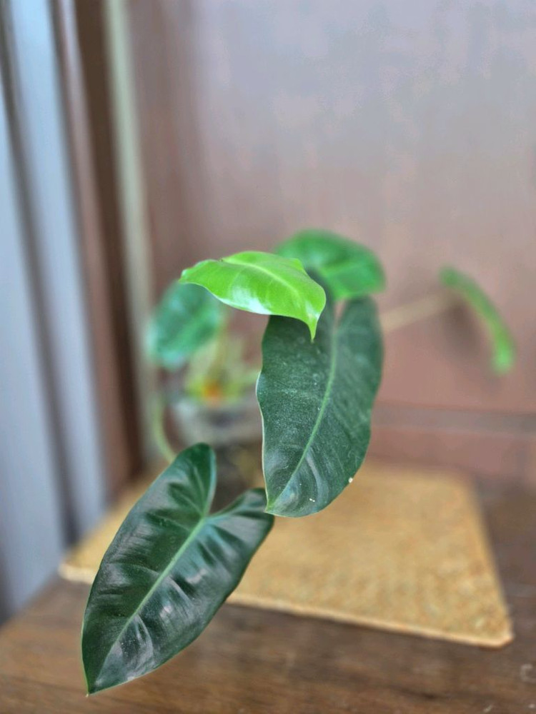 버럴막스 이미지