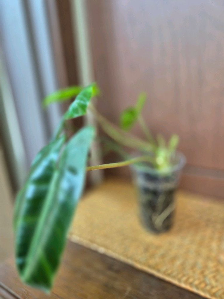 버럴막스 이미지