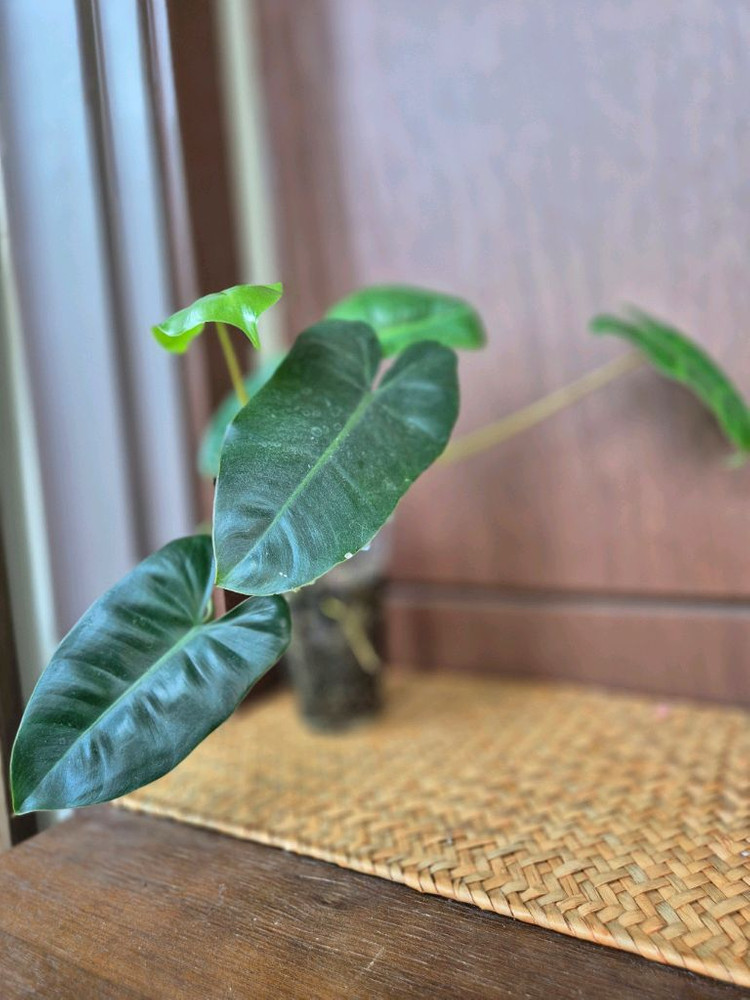 버럴막스 이미지