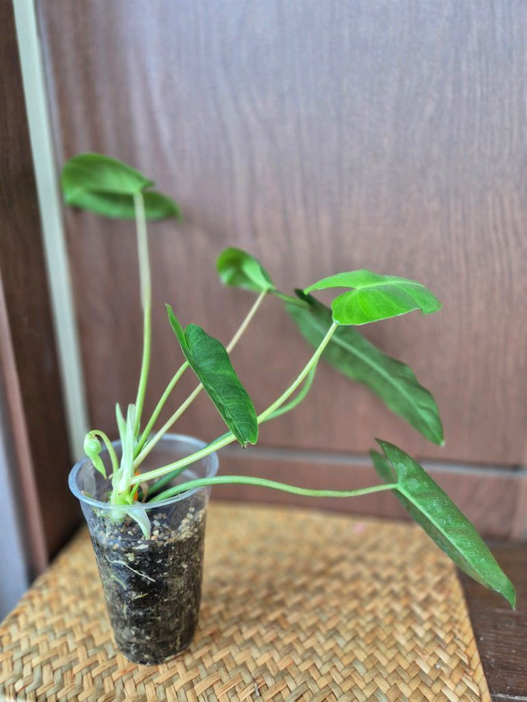 버럴막스 이미지