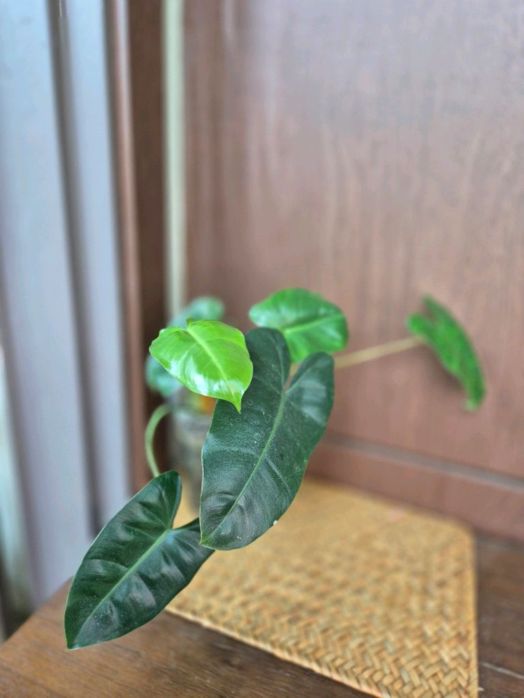 버럴막스 이미지