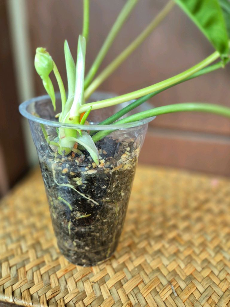 버럴막스 이미지