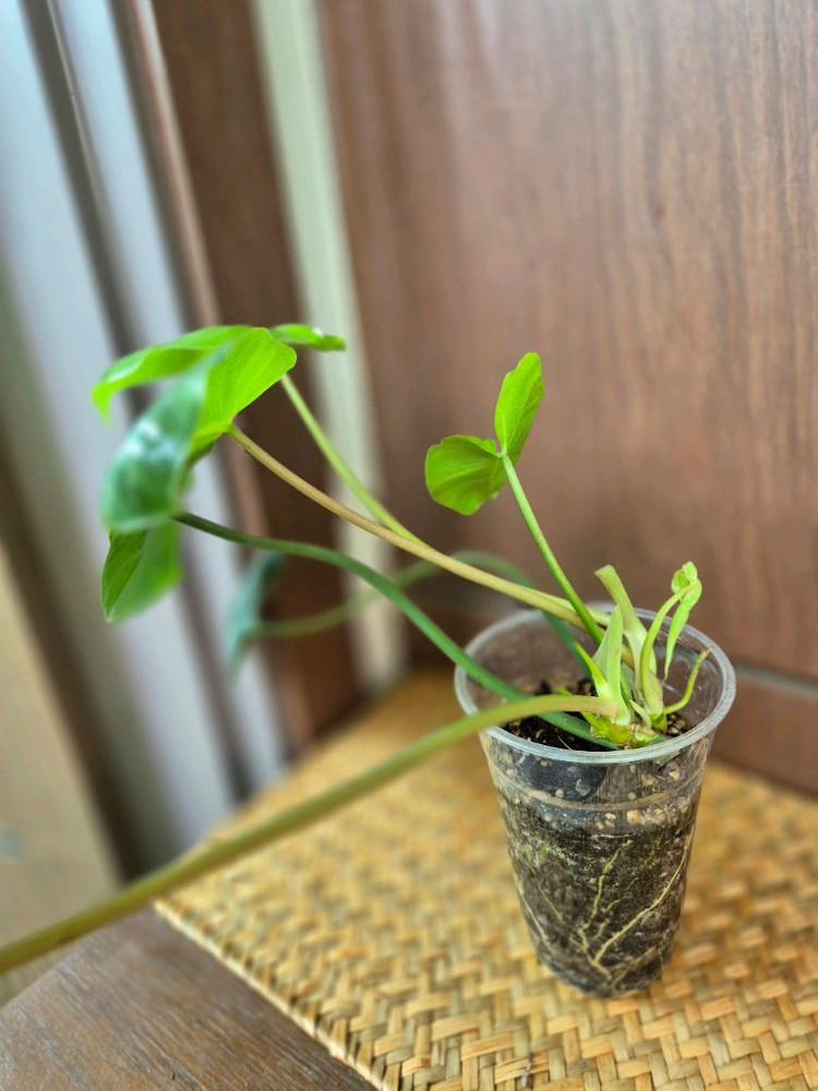 버럴막스 이미지