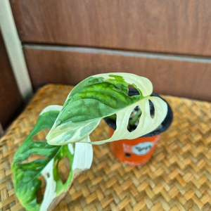 무늬아단소니