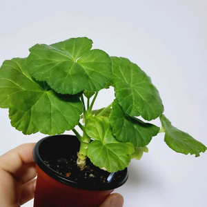 제라늄 깨순이볼드체럽0.4