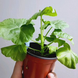제라늄 상사화 1.5