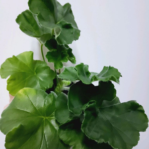 제라늄 뷰티풀에스더 러시아제라늄1.5
