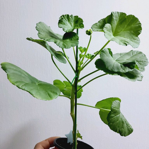 제라늄 패션매직 꽃대 0.5