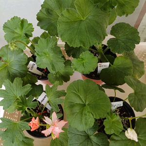 비잔티움과 제라늄3종 세트