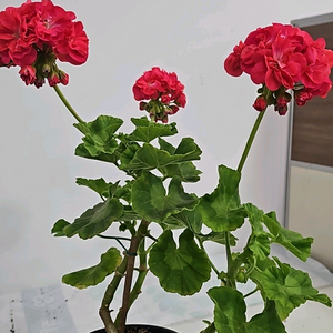 제라늄 라푼젤 변이