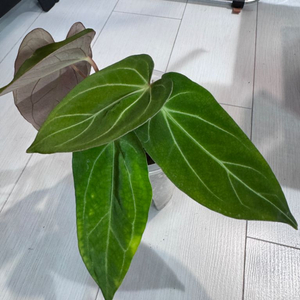 안스리움 다크마마