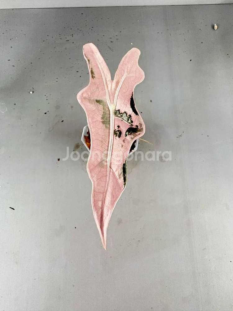 알로카시아 노빌리스 핑크 바리에가타--0