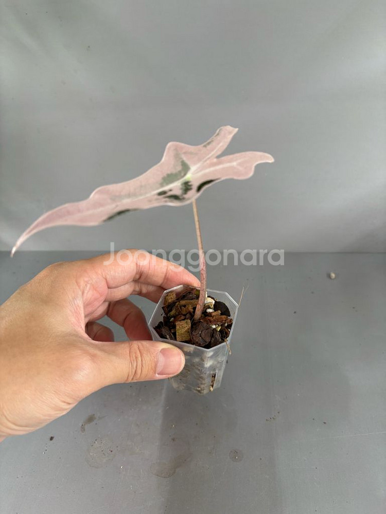 알로카시아 노빌리스 핑크 바리에가타--1