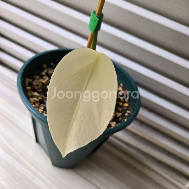 몬스테라 델리시오사 풀민트--2