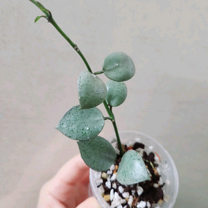 호야라쿠노사 민트코인