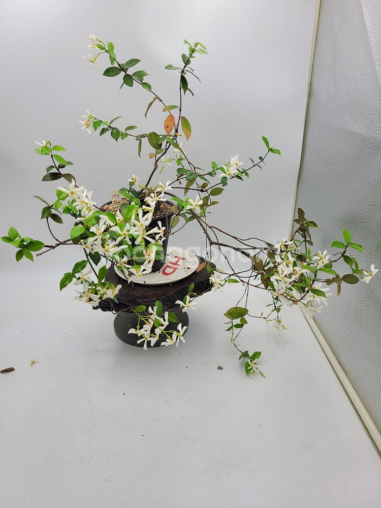 백화등 화분 마삭줄 분재 카페식물 인테리어화분 정원수--3