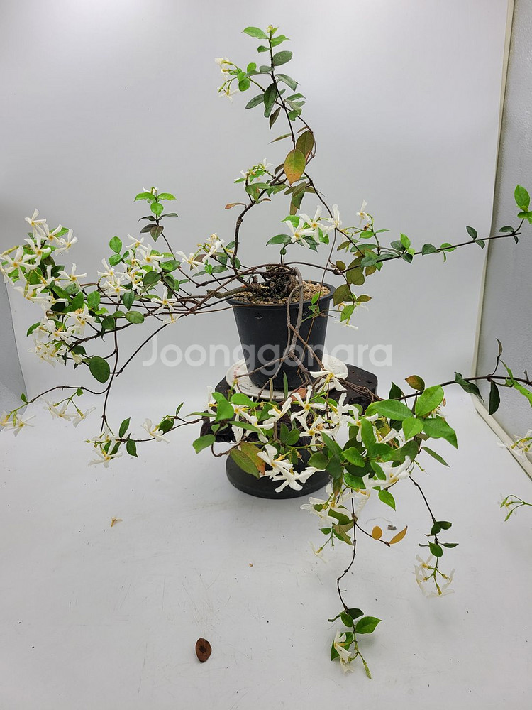 백화등 화분 마삭줄 분재 카페식물 인테리어화분 정원수--1