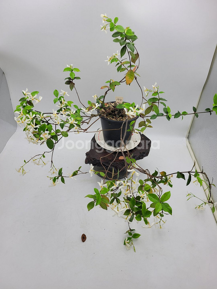 백화등 화분 마삭줄 분재 카페식물 인테리어화분 정원수--4