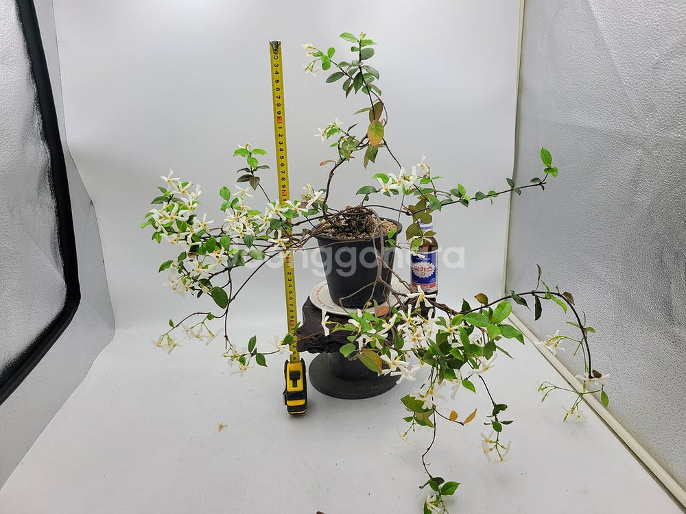 백화등 화분 마삭줄 분재 카페식물 인테리어화분 정원수--9