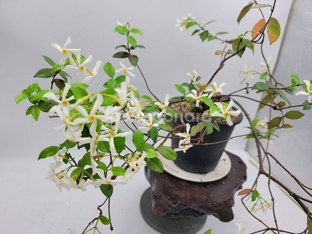 백화등 화분 마삭줄 분재 카페식물 인테리어화분 정원수--0