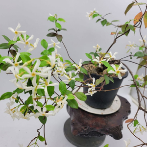 백화등 화분 마삭줄 분재 카페식물 인테리어화분 정원수