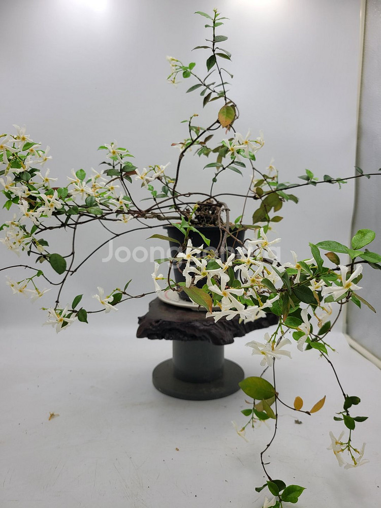 백화등 화분 마삭줄 분재 카페식물 인테리어화분 정원수--7