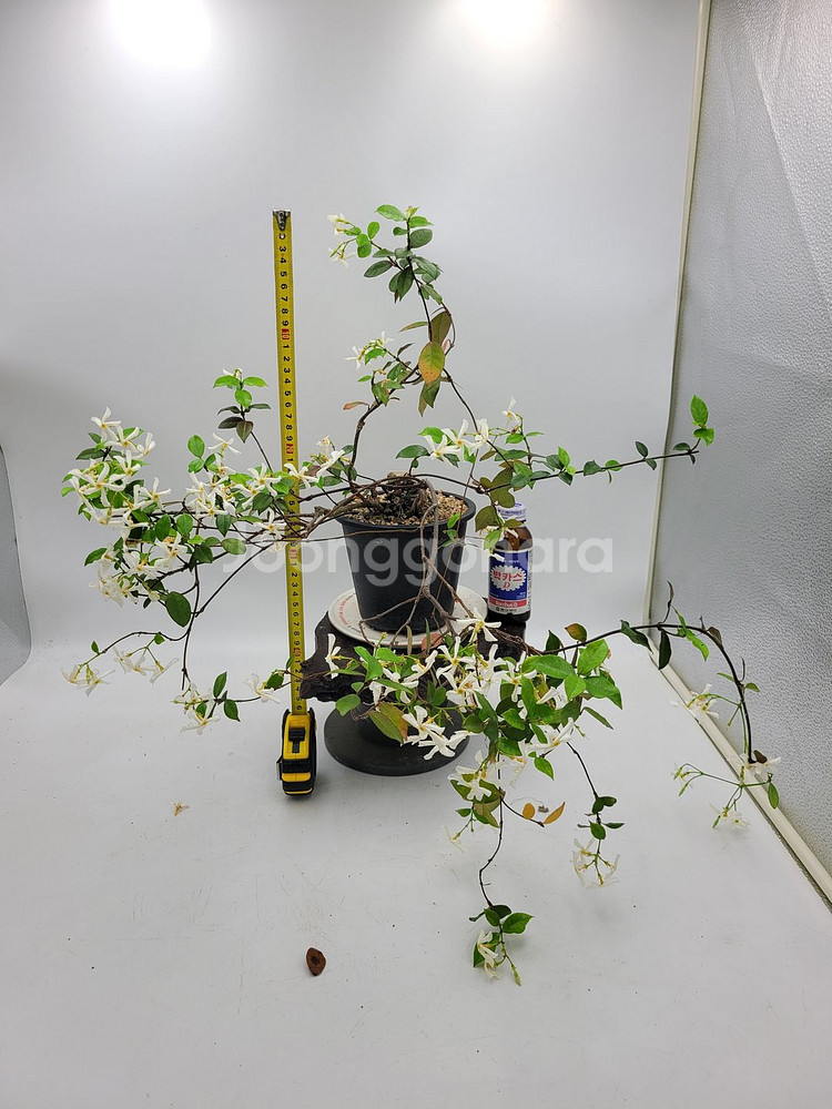 백화등 화분 마삭줄 분재 카페식물 인테리어화분 정원수--6