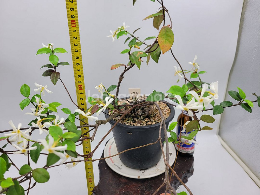 백화등 화분 마삭줄 분재 카페식물 인테리어화분 정원수--8