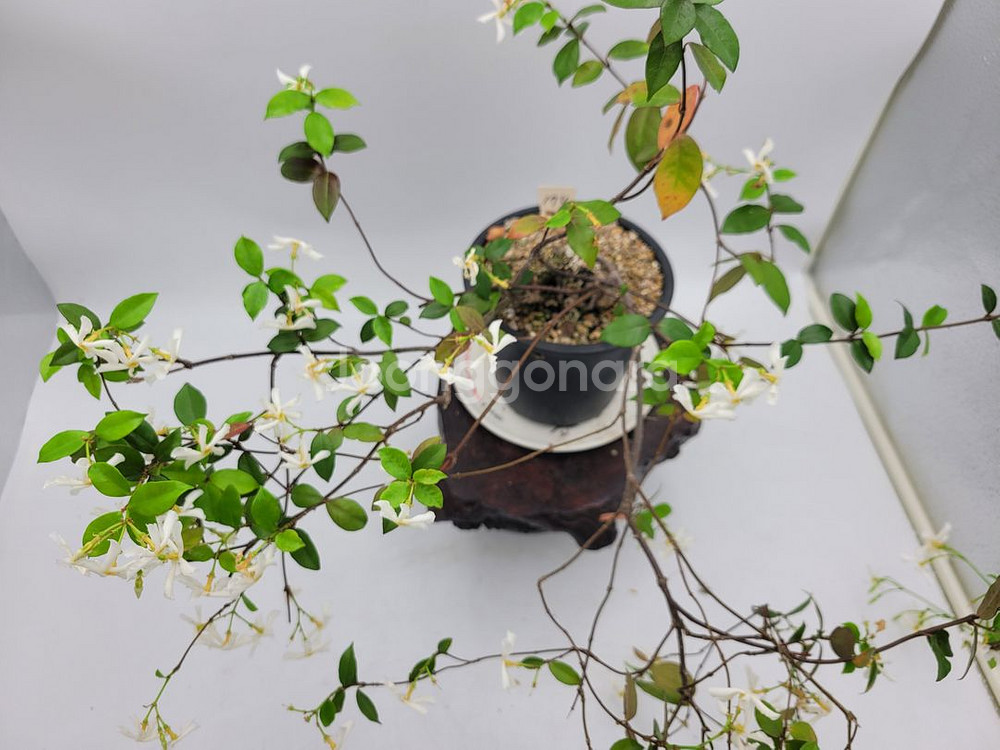 백화등 화분 마삭줄 분재 카페식물 인테리어화분 정원수--5