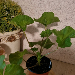 제라늄 매드펄화이트