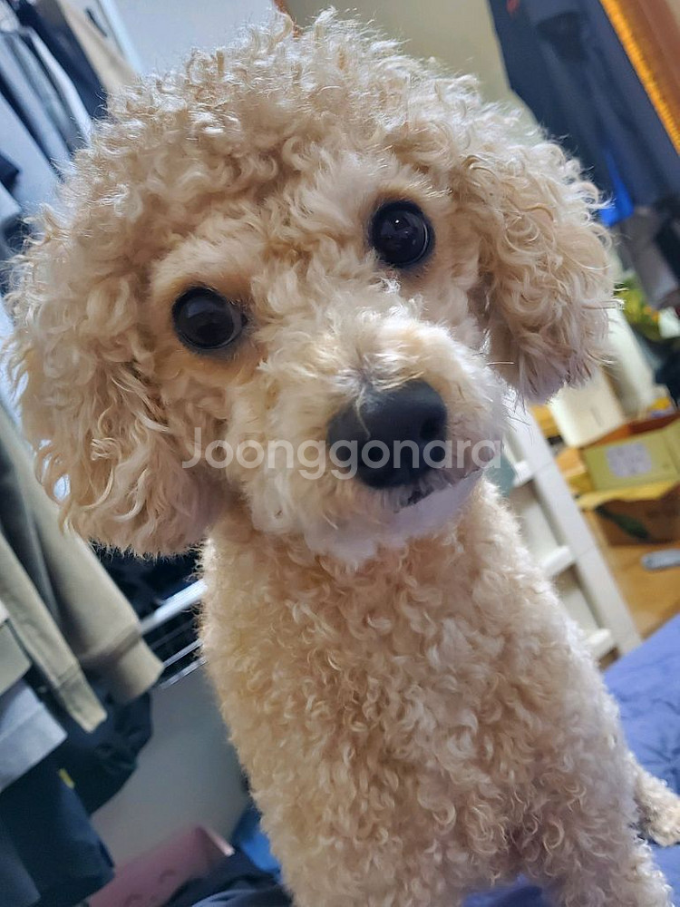 네이버 쿠키 구매합니다 1000개--0