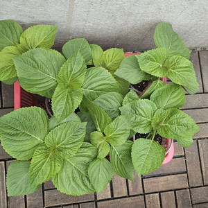 깻잎 화분