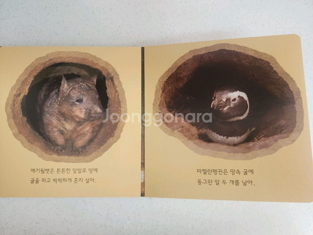 명꼬 자연이 통통 전집 74권 (총 76권중)--4