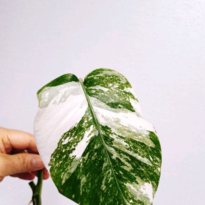 몬스테라 산반무늬 알보(ㅁ2 44-1번)