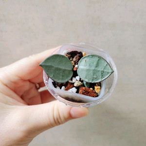 호야민트코인