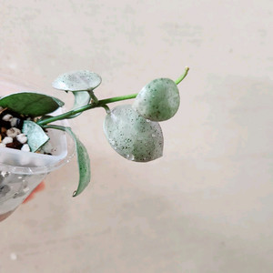 호야민트코인