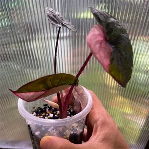 알로카시아 세렌디피티 바리