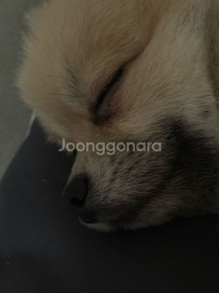 삽니다) 닌텐도 스위치 라이트 삼--0