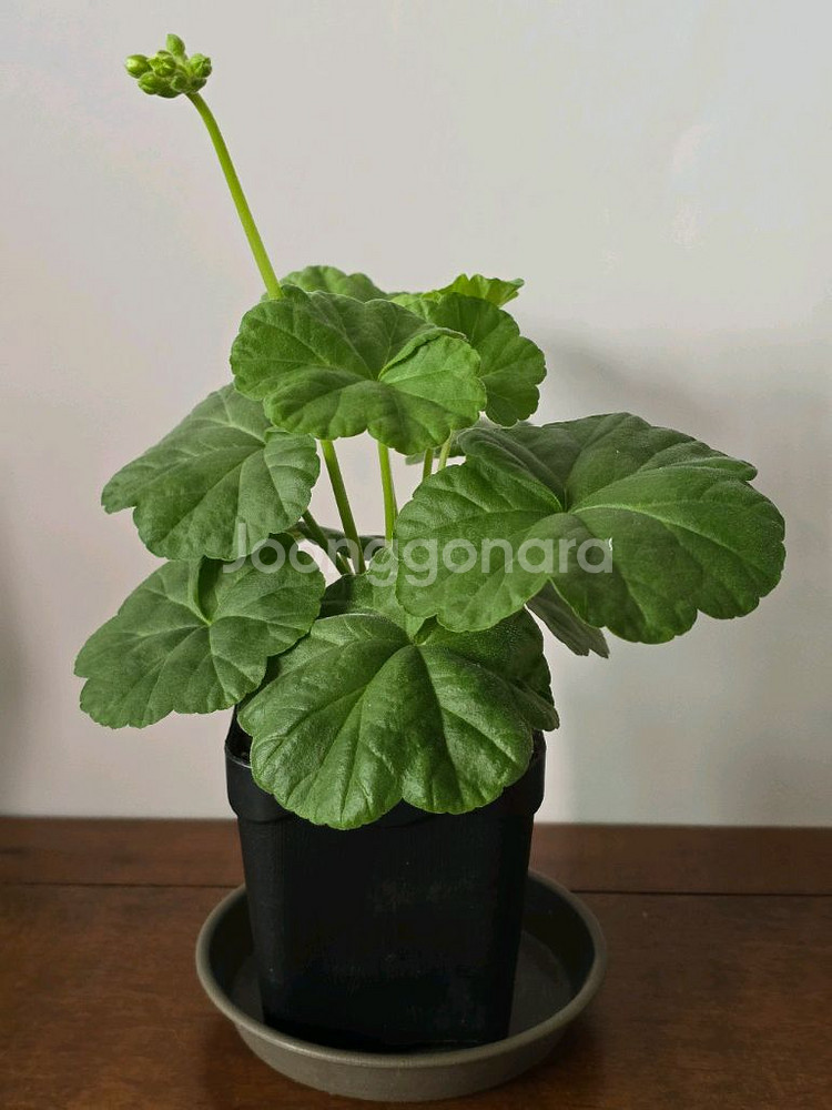 yuz분홍달 제라늄--0