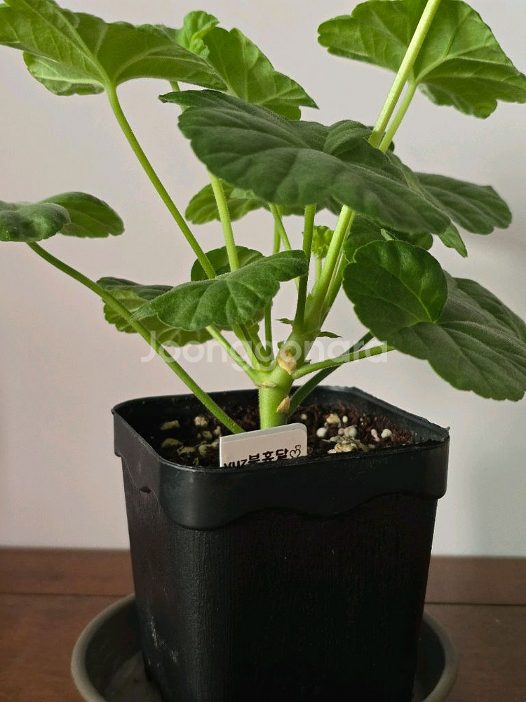 yuz분홍달 제라늄--1